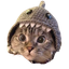 Shark Cat logo